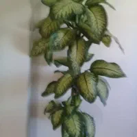 دیفن شاداب و سر حال