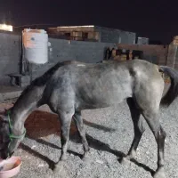 فروش اسب مادیان