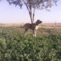 سگ افغان سن دو سال|سگ|میلاجرد, |دیوار