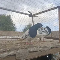 کبوترجفت کله سیاه