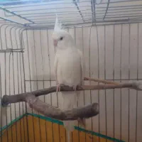 جفت عروس هلندی آلبینو مولد|پرنده|اردبیل, |دیوار