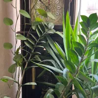 فروش ساعت ایستاده در حد نو