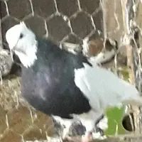 کبوتر شهرستانی( گرفتنی)