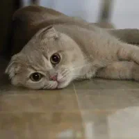 اسکاتیش دبل فولد