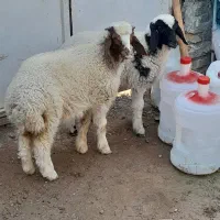 دوعدد بره ماده