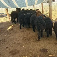 فروش ۵۰راس بره فر صادراتی جفتی ۷۰به بالا|حیوانات مزرعه|شیراز, شهرک بهار|دیوار