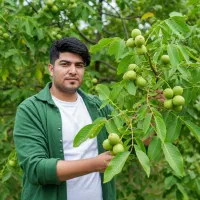 نهال گردو خوشه‌ای با باردهی بالا