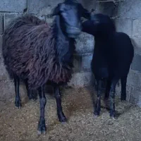 گوسفند وره مار