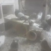 کبوتر کله ودم سبز