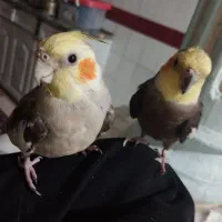 عروس هلندی سخنگو و آواز خوان|پرنده|نورآباد, |دیوار