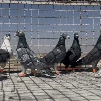 کبوتر نقش و زاجر