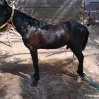 کره اسب کورسی|اسب و تجهیزات اسبسواری|بند زرک, |دیوار