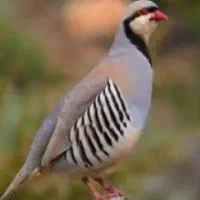 سن ۸/۵ماهه