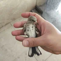 سهره دورگ جوجه و کرمونی و چهارگل