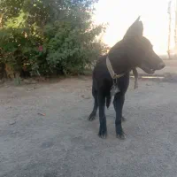 سگ ژرمن