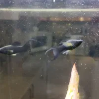 مولی دم خنجری خاص باله طلایی