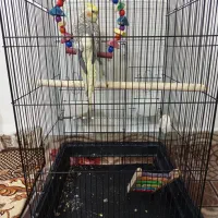 عروس هلندی نرو ماده|پرنده|قرچک, صالح آباد|دیوار