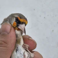 سهره نر دورگ رام|پرنده|تهران, سردارجنگل|دیوار