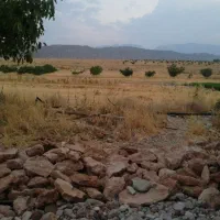 زمین-کشاورزی-سه-هکتار-اماده-نیازمند-نهال-همکاری