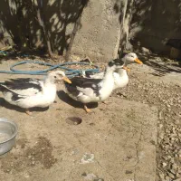 ۴عدد مرغابی