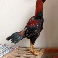 خروس لاری 12ماهه جوان