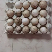 تخم شاخدار در دو رنگ