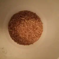 غذای ماهی
