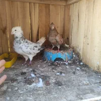 باسلام فروش دوجفت دم سفید آس ..