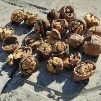 گردوی  درشت  کرزان