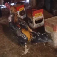 خروس لاری|حیوانات مزرعه|تخت سلیمان, |دیوار