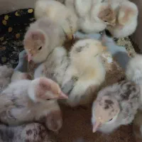 جوجه بوقلمون محلی جوجه برهما