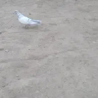 کبوتر گمشده