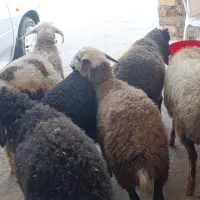 گوسفند7بره شیرمست نروماده