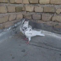 شیخی. مسافتی سفید. گرگی.تهرانی.چیل
