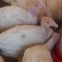 بوقلمون ۵۰ روزه درجه ۱
