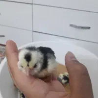 جوجه گلینلری|حیوانات مزرعه|قزوین, |دیوار