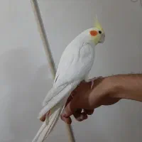 عروس هلندی نر سخنگو