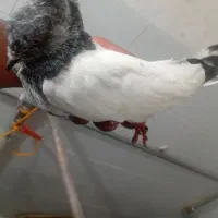 بشی گو|پرنده|مرند, |دیوار