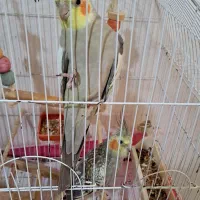 عروس هلندی نروماده|پرنده|اطاقور, |دیوار