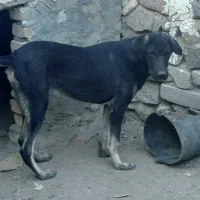 واگذاری سگ|سگ|قره پشتلو, |دیوار