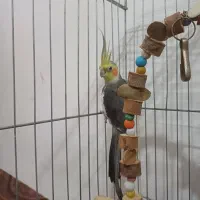 معاوضه عروس هلندی با مرغ|پرنده|آبیک, |دیوار