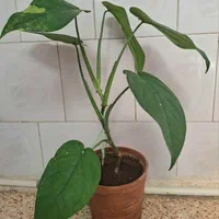 سینگونیوم چایپنز نیمه ابلق|گل و گیاه طبیعی|تهران, سلسبیل جنوبی|دیوار