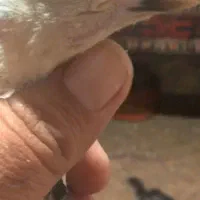 تعداد ۱۰ عدد جوجه لاری|حیوانات مزرعه|زهک, |دیوار