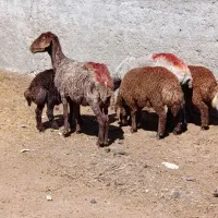 میش زایده 1کاور1شیره دار 1جملی 1تکی قیمت مناسب