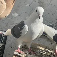 کبوتر|پرنده|هیر, |دیوار