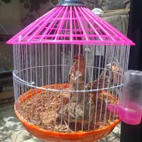جوجه سهره خاکی