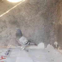 کبوترکاغذی