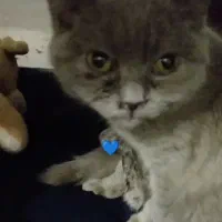 گربه|گربه|تهران, پونک|دیوار