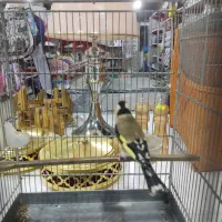 سهره نشون دار|پرنده|پاکدشت, پاکدشت (مامازند)|دیوار