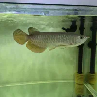 آروانا گلدن ردتیل|ماهی|کهریزک, |دیوار